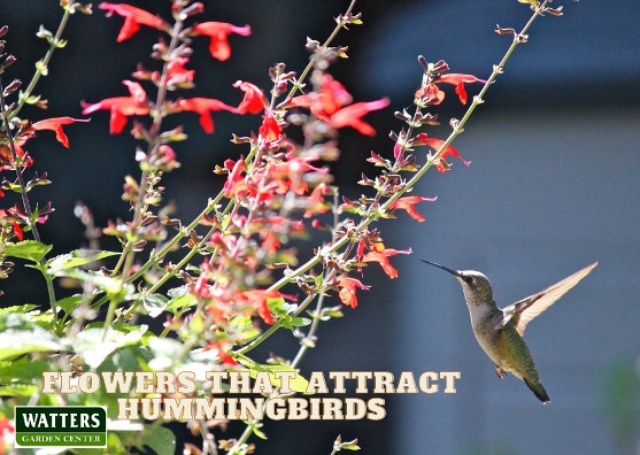 flowers that attract Hummingbirds
