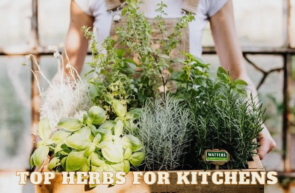 Top Herbs for Kitchens