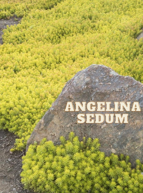 Angelina Sedum