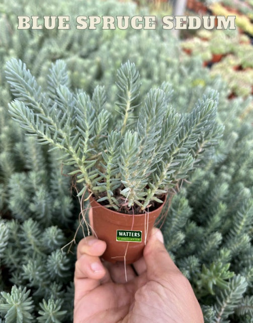 Blue Spruce Sedum 