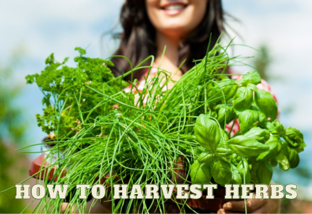 How to Harvest Herbs