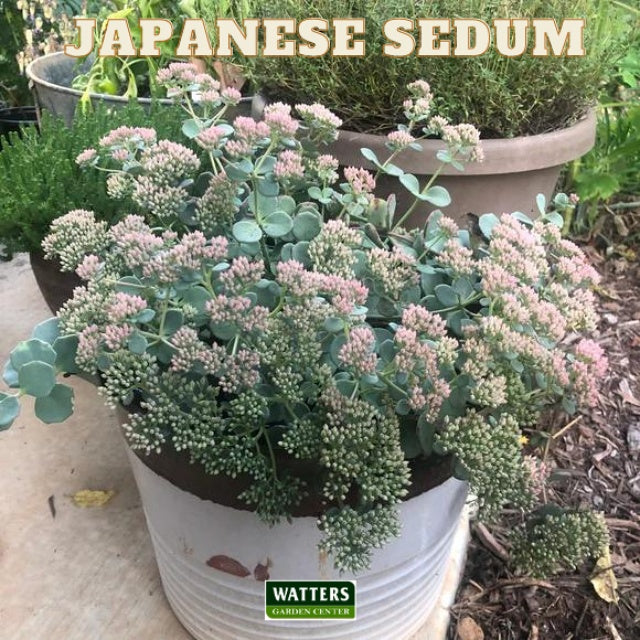 Japenese Sedum