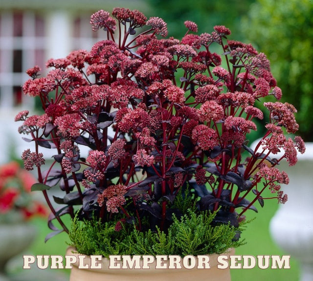 Purple Emporer Sedum