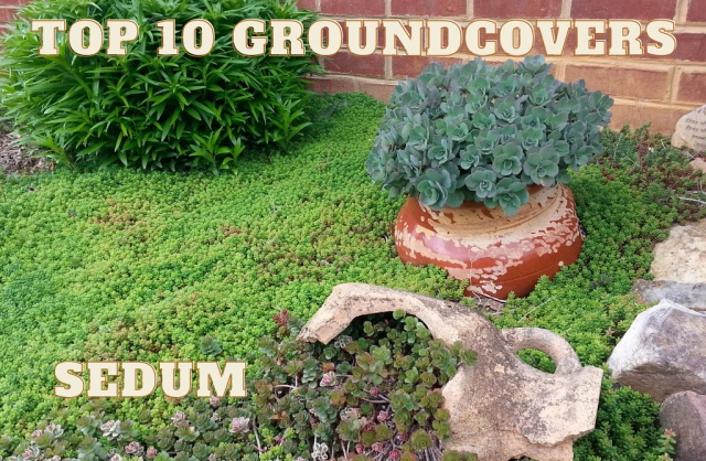 Sedums Planted as Ground Cover