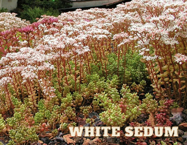 White Sedum