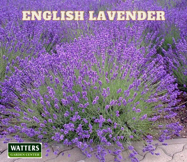 English Lavender in the landscape