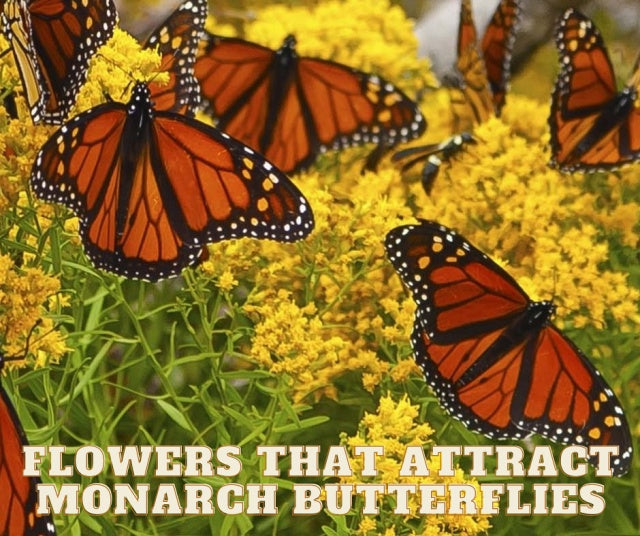 7 Flowers That Attract Monarch Butterflies Watters Garden Center