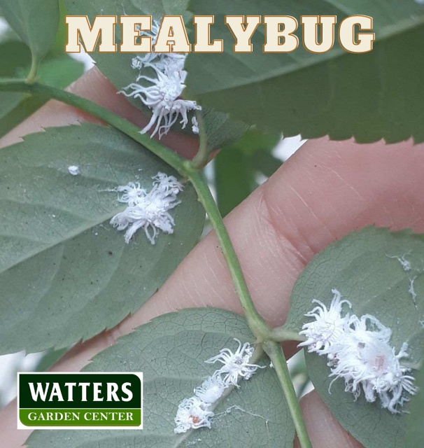 Mealybug on a leaf