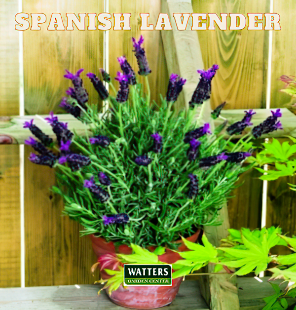 Spanish Lavender in a container