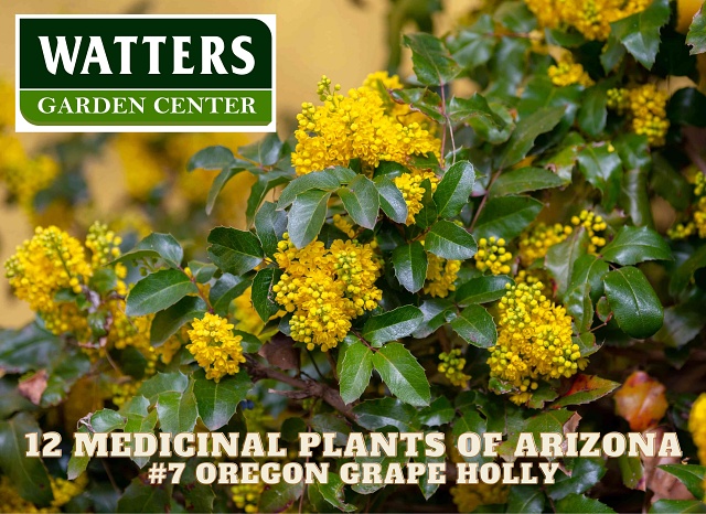 Medicinal plants of Arizona - Oregon Grape Holly