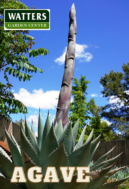 Agave in the Landscape