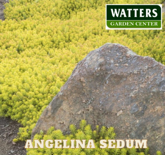 Angelina Sedum, Sedum rupestre