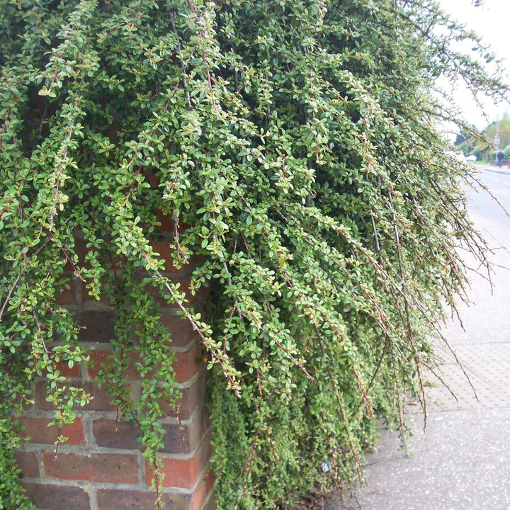 Coral Beauty Cotoneaster, Cotoneaster dammeri