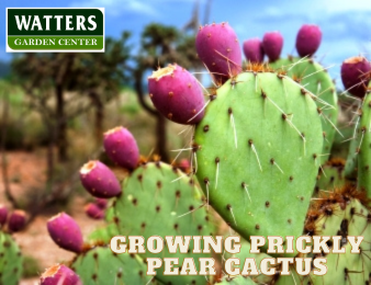 Growing Prickly Pear Cactus