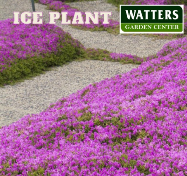 Ice Plant, Delosperma cooperi