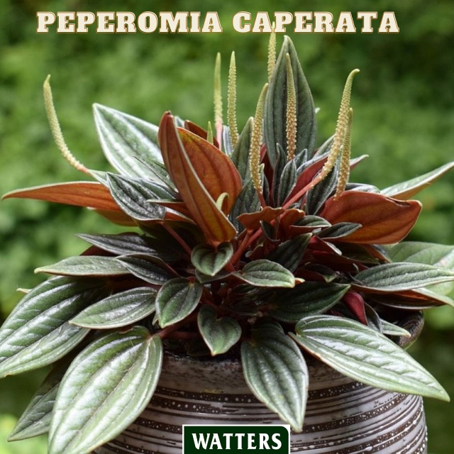 Peperomia Caperata Rosso Radiator Plant