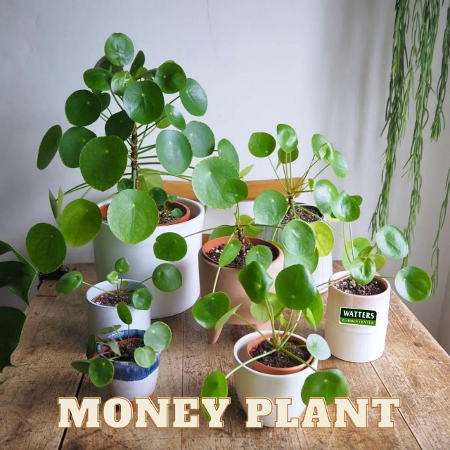Pilea Peperomioides Money Plant