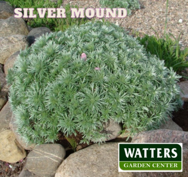Silver Mound, Artemisia schmidtiana