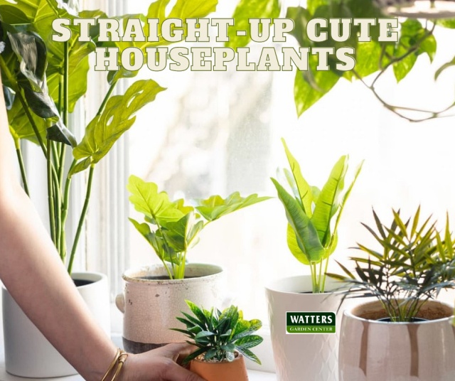 Houseplants in a winow