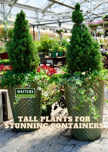 Tall Plants for Stunning Containers
