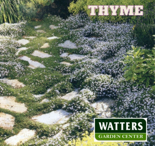 Thyme, Thymus