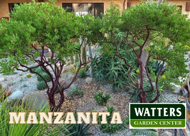 Manzanita in the Landscape