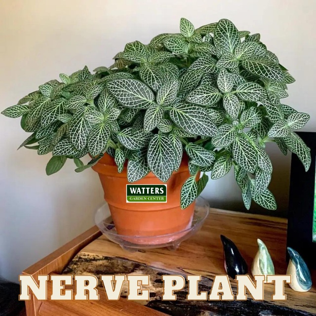 Nerve Plant, Fittonia