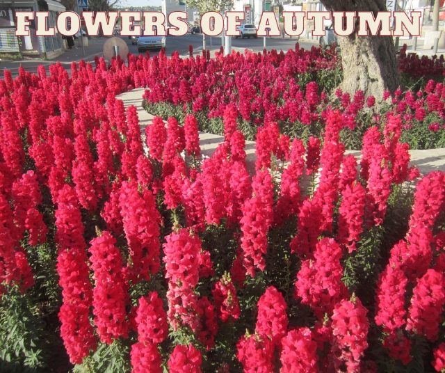 Flowers of Autum