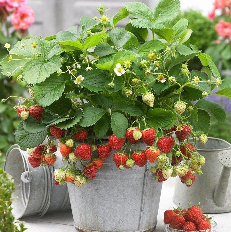 Strawberries in a container