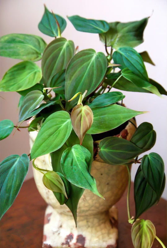 Heartleaf Philodendron