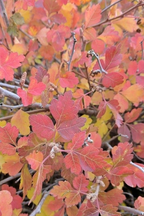 Grow-Low Sumac