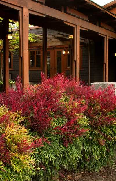 Heavenly Bamboo in the Landscape