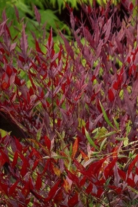 Plum Passion Nandina