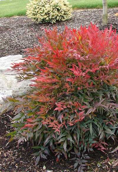 Heavenly Bamboo in the Landscape