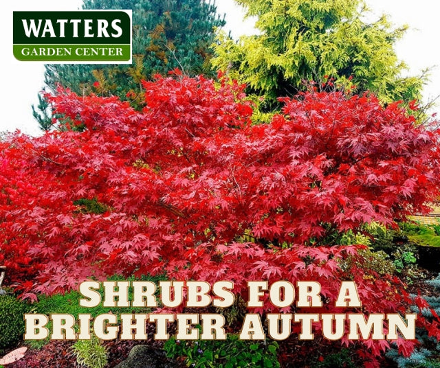 Shrubs for a Brighter Autumn