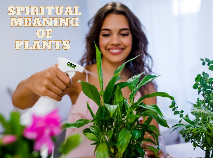 Spiritual Meaning of Houseplants