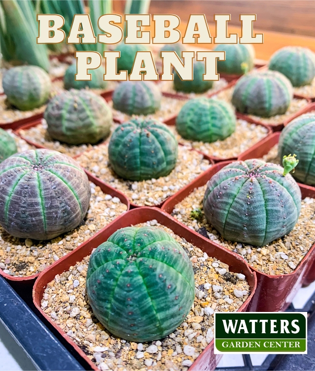 Baseball Plant - Euphorbia obesa 