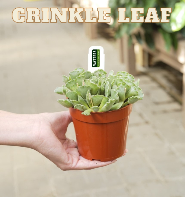 Crinkle Leaf Plant - Adromischus cristatus 
