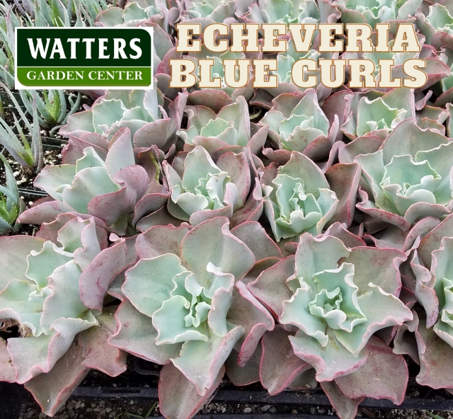 Echeveria' Blue Curls' 