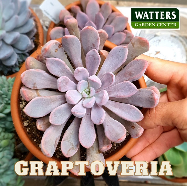 Graptoveria 'Topsy Debbie' 