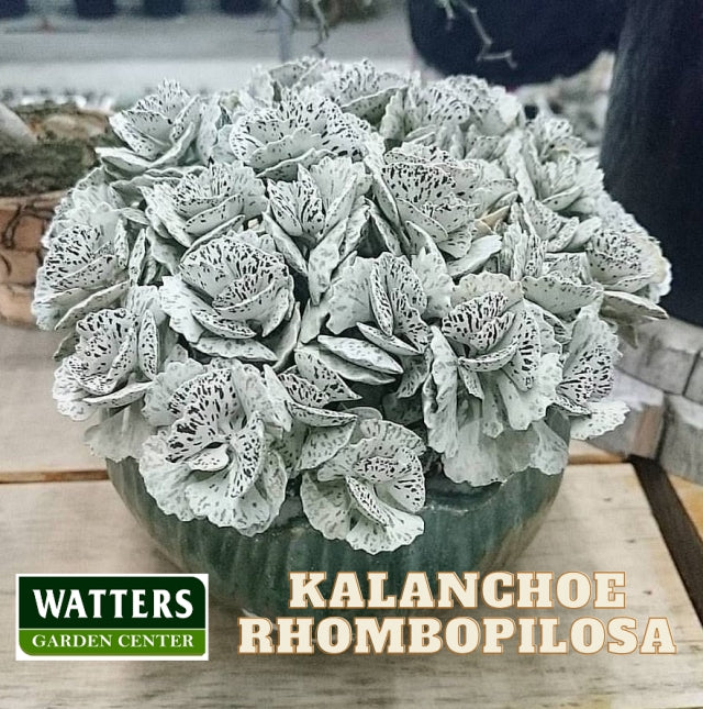 Kalanchoe rhombopilosa 