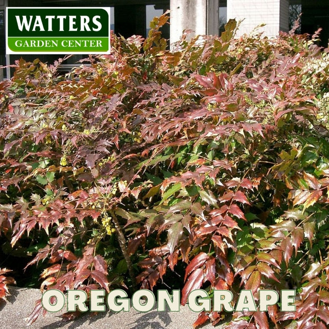 Oregon Grape Holly
