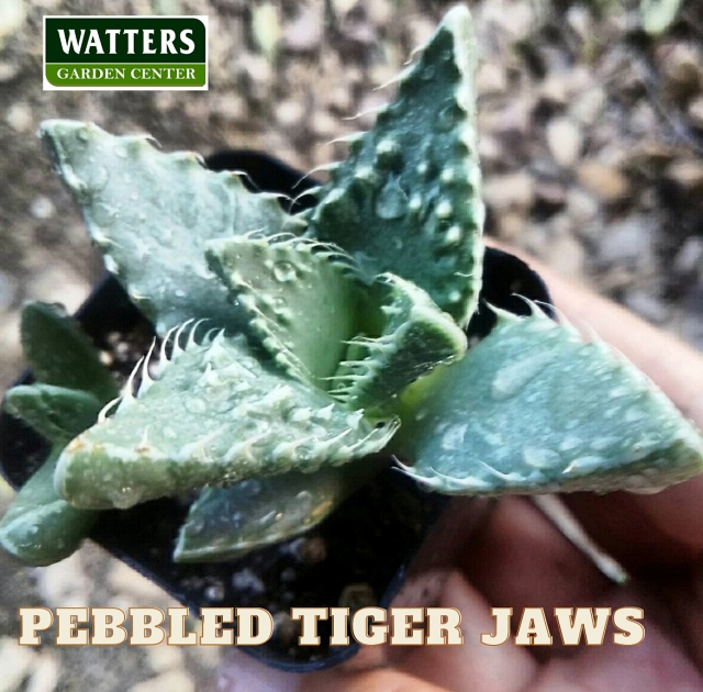 Pebbled Tiger Jaws - Faucaria felina 