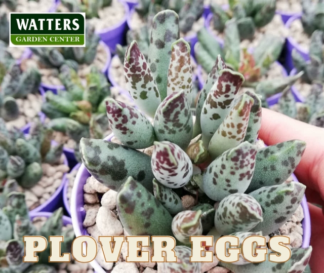 Plover Eggs - Adromischus cooperi 