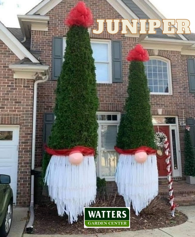 Santa Juniper Trees