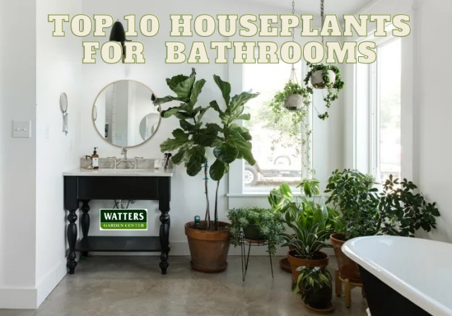Top 10 Houseplants Best in the Bathroom