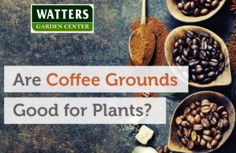 Are Coffee Grounds Good for the Garden