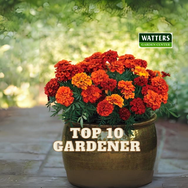 Top 10 Gardener Marigold Logo IG