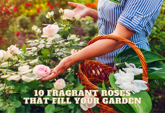 10 Fragrant Roses That Fill Your Garden
