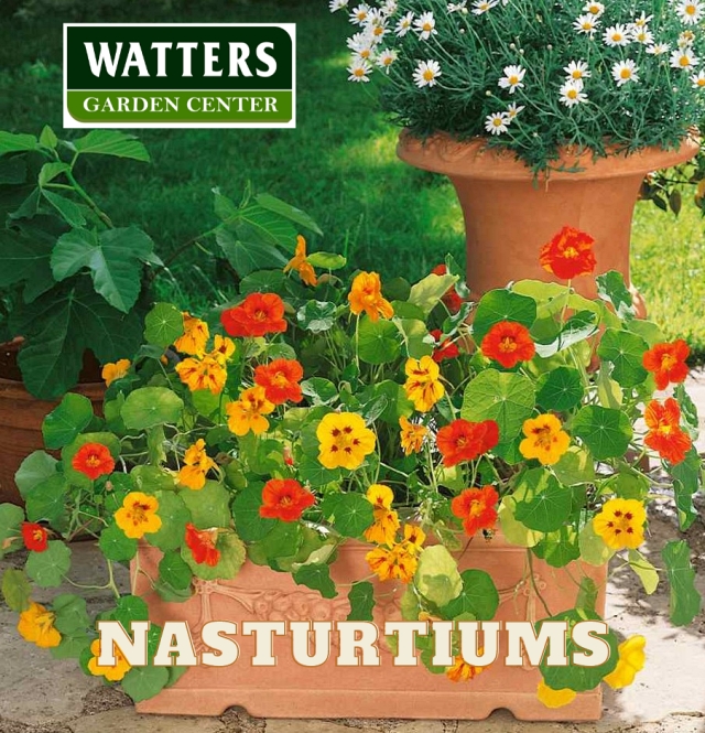 Nasturtiums in a container

